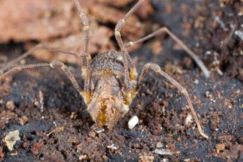 Media type: image;   Invertebrate Zoology 49771